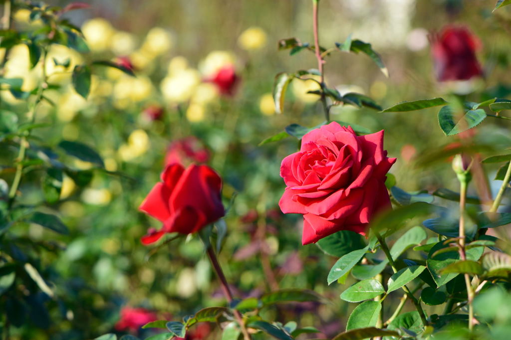薔薇　コンラッド　ヘンケル