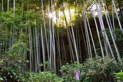 明月院　竹林