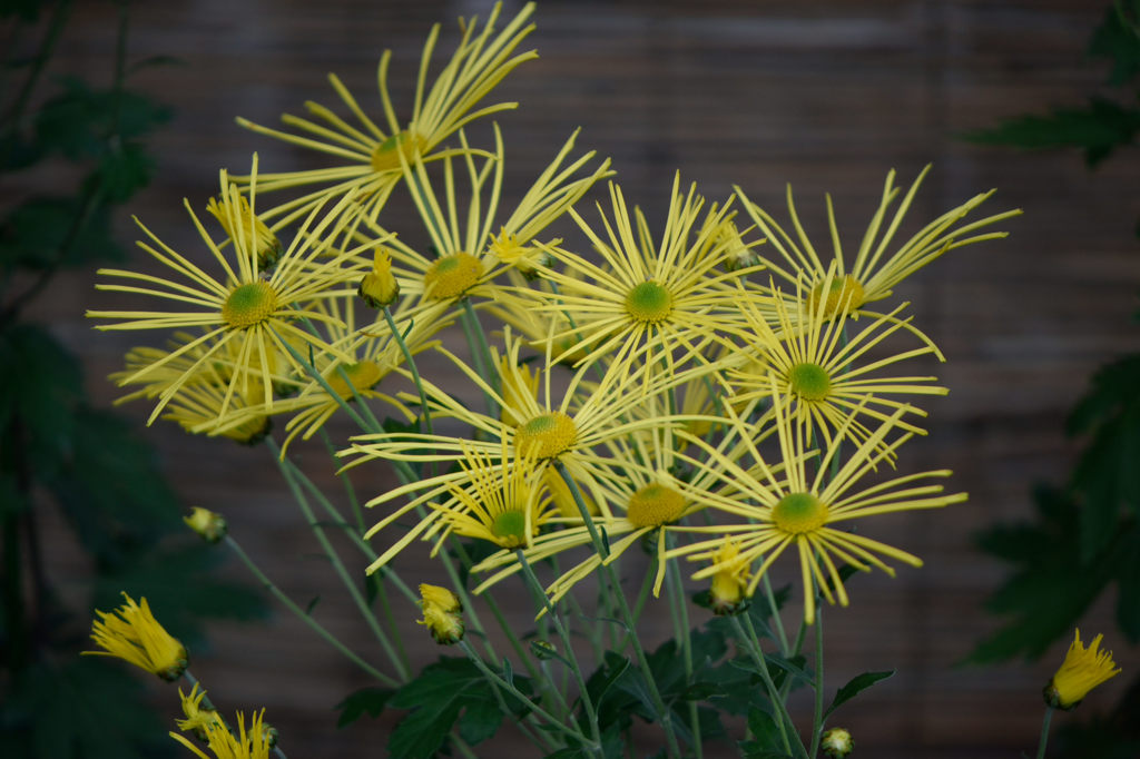 古典菊　宮の松