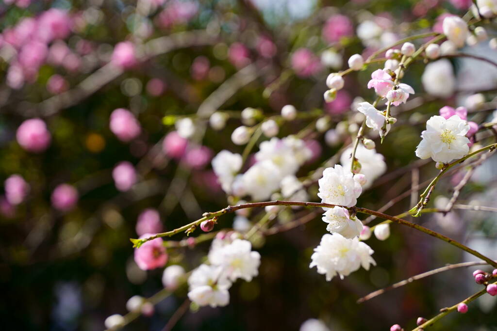 花桃