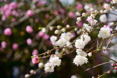 花桃