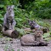 家族の肖像