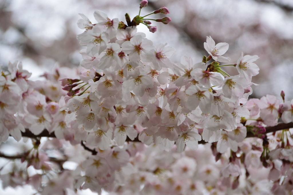 桜....寒っ ^^;