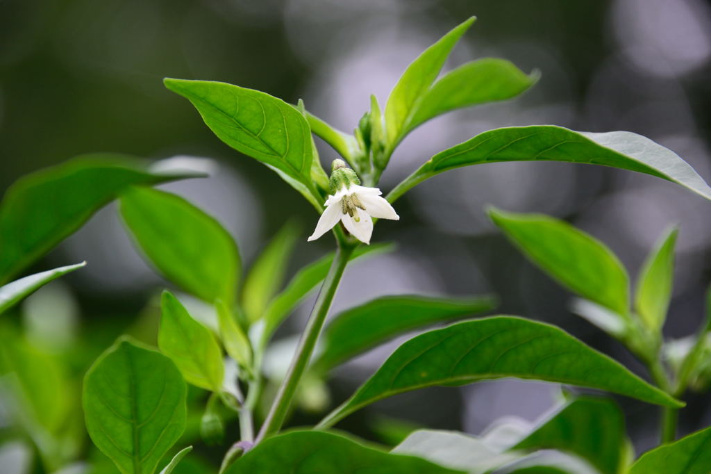伏見甘長トウガラシ