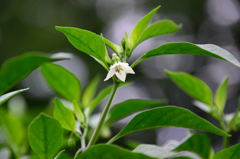 伏見甘長トウガラシ