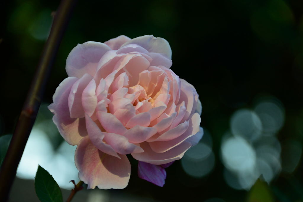 薔薇　モーティマー・サックラー