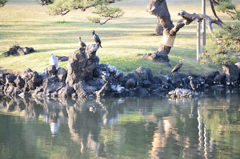 浜離宮　鳥ご一行様