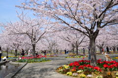 さくら広場　青空