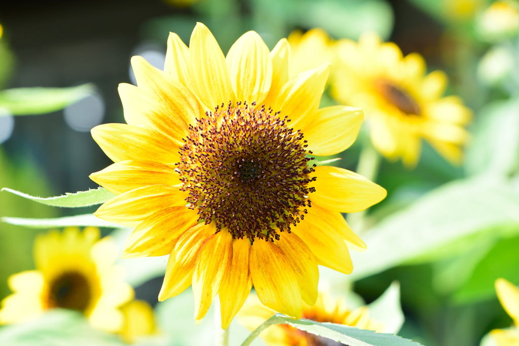 向日葵　ソーラーパワー