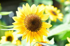 向日葵　ソーラーパワー