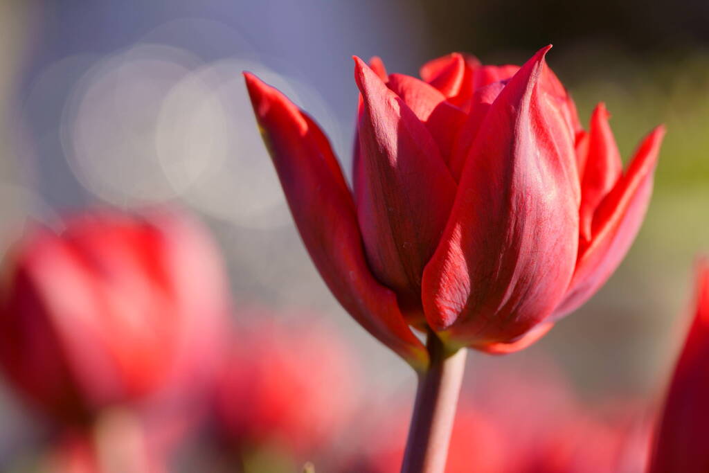 アイスチューリップ　レッドプリンセス