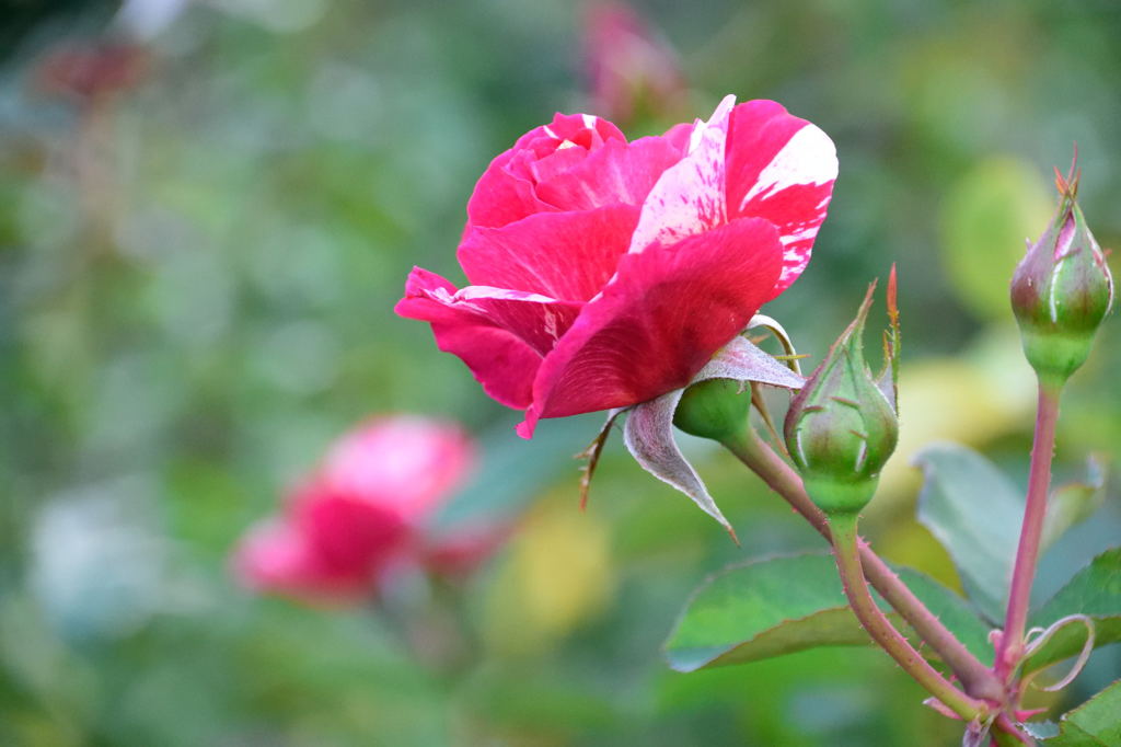 薔薇　プリンセス　チチブ