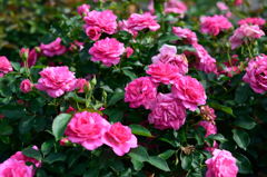 夏薔薇　うらら