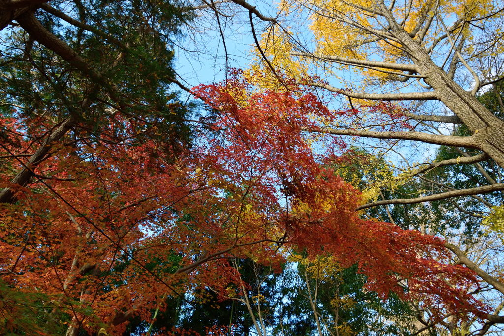 二宮神社　紅葉