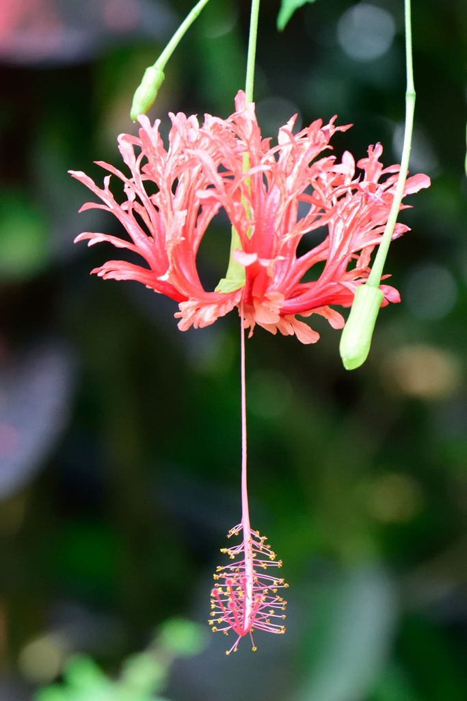 風鈴仏桑花