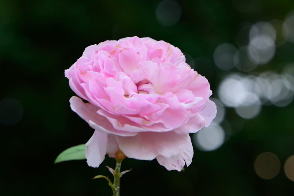 薔薇　コテージ・ローズ