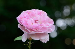 薔薇　コテージ・ローズ