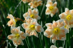 スプリットコロナ水仙