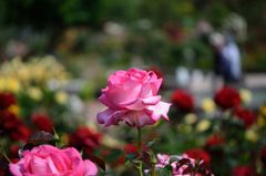 春薔薇の思い出05