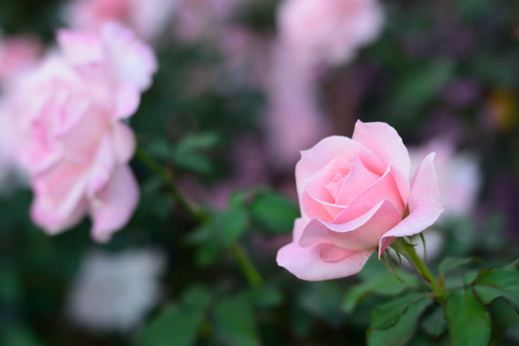 薔薇　ブライダルピンク