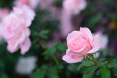 薔薇　ブライダルピンク