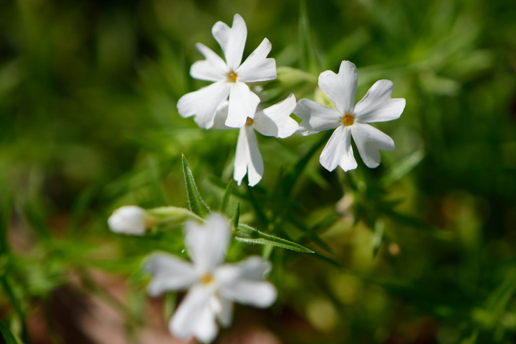 芝桜