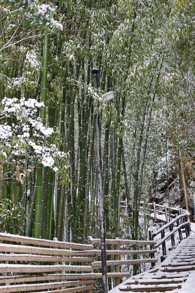 雪、積もりましたね　1