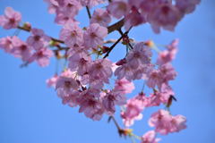 桜　陽光