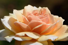 薔薇　イングリッシュ　ガーデン