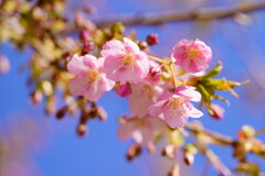 河津桜　２