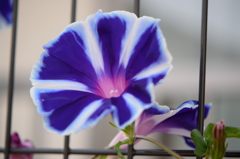 朝顔　その１