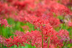 権現堂　彼岸花　６