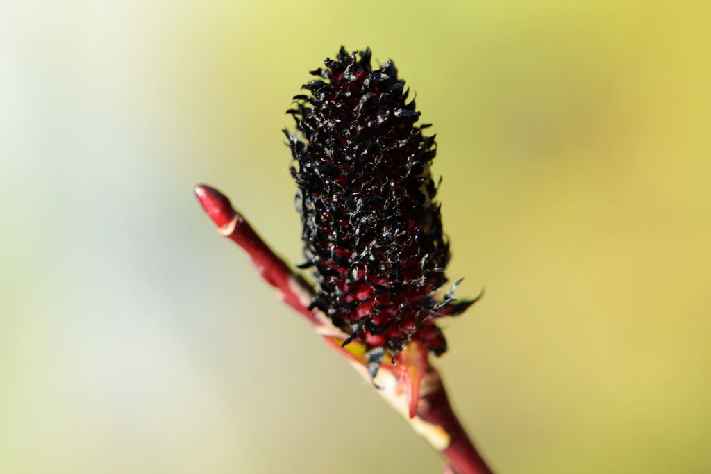 クロネコヤナギ