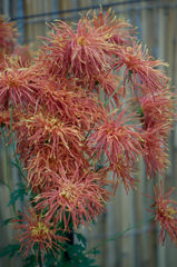 古典菊　暁光