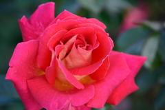 薔薇　ガリバルダ