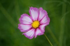 秋桜　キャンディストライプ　2