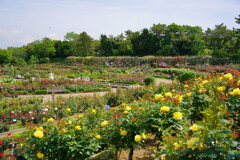 谷津バラ園