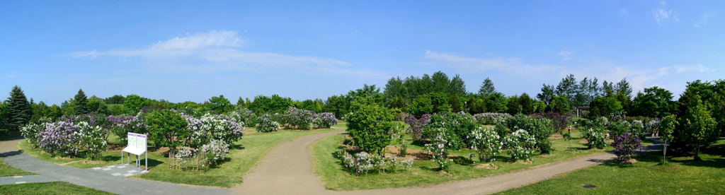 ライラックの森　全景