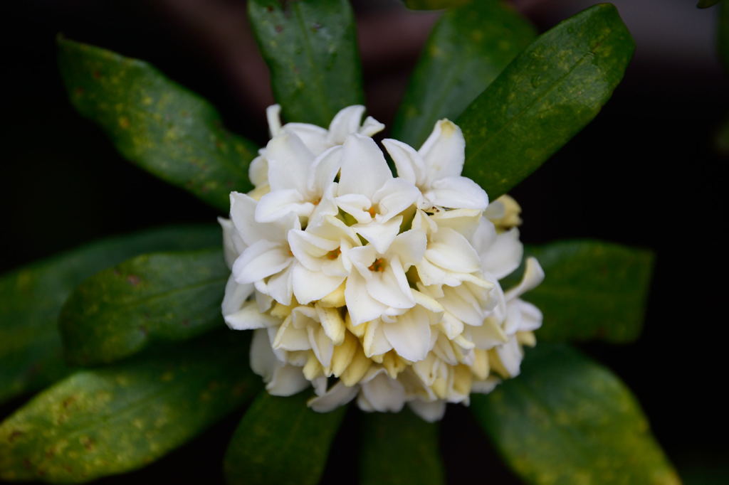 沈丁花　白花