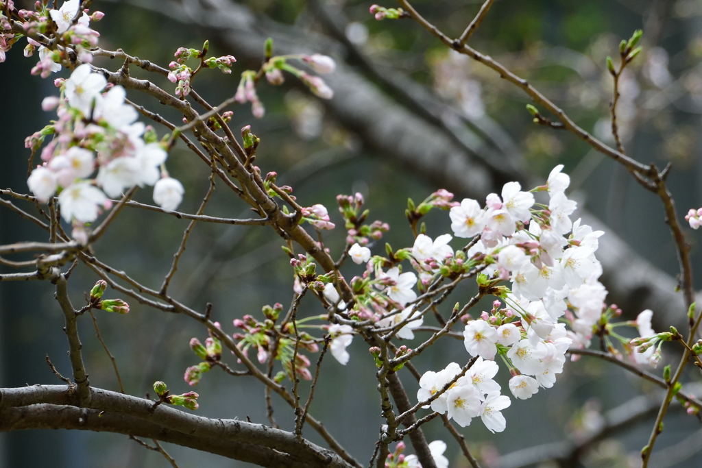 ソメイヨシノ　１