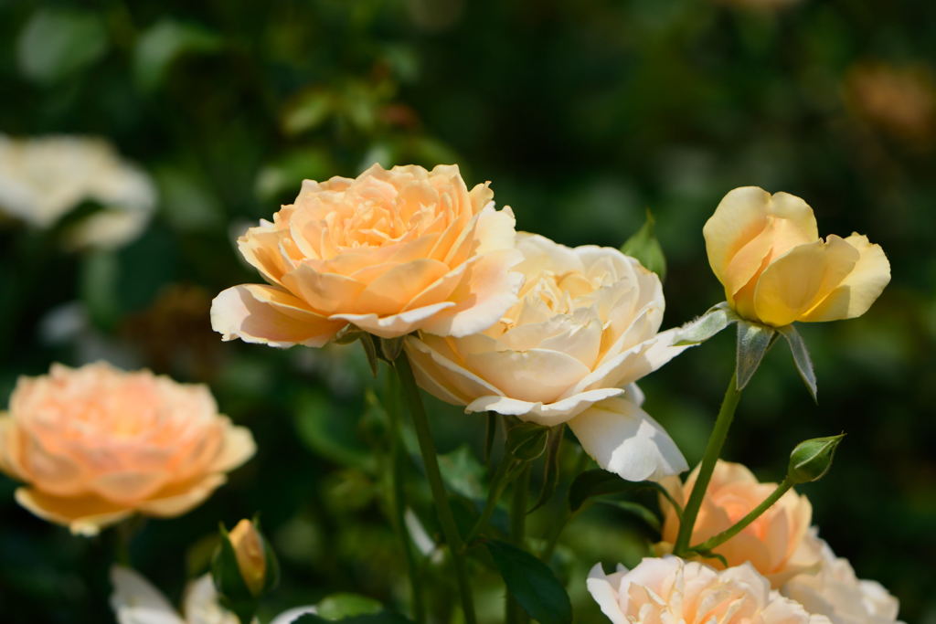 薔薇　アンゲリカ