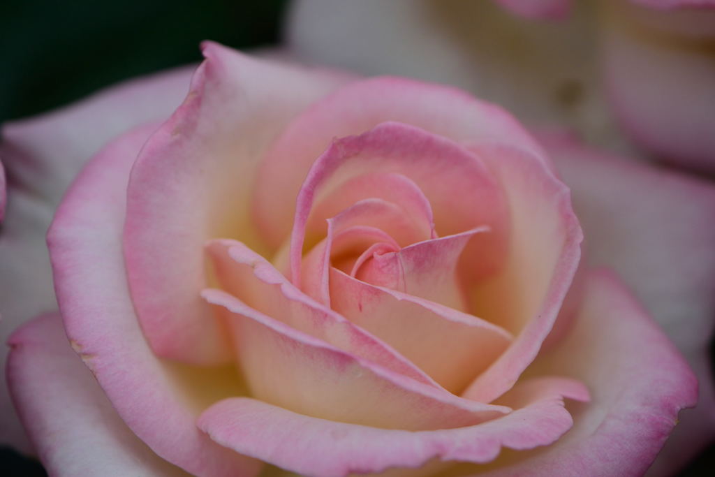 薔薇　プリンセス　ドゥ　モナコ