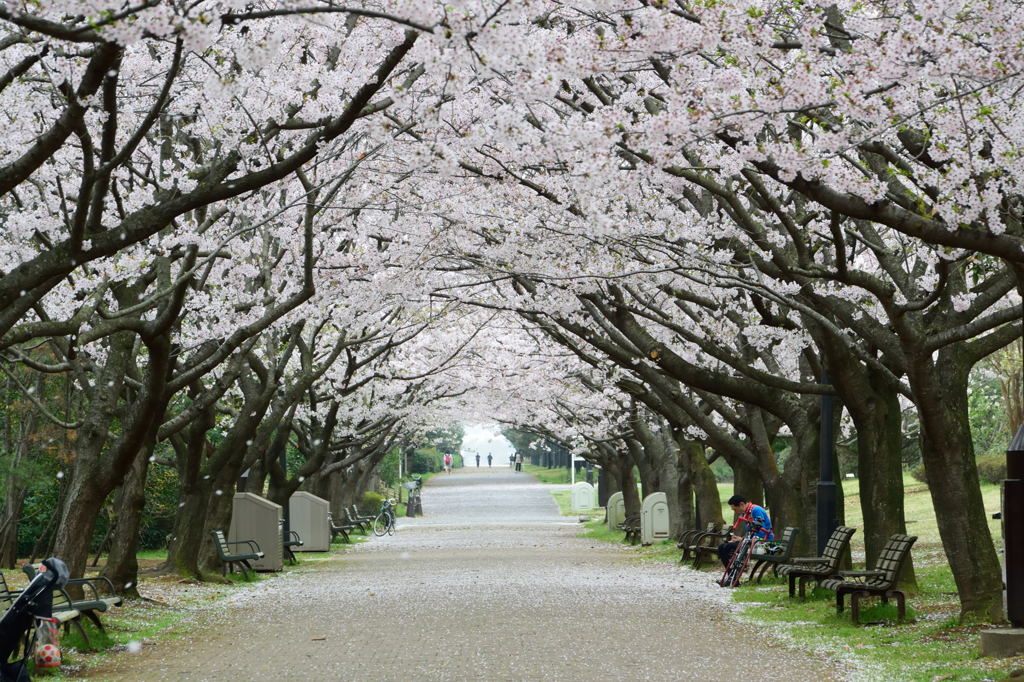 ソメイヨシノのトンネル
