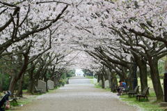 ソメイヨシノのトンネル