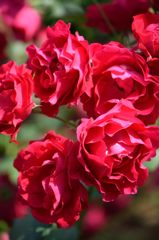 春薔薇の思い出16