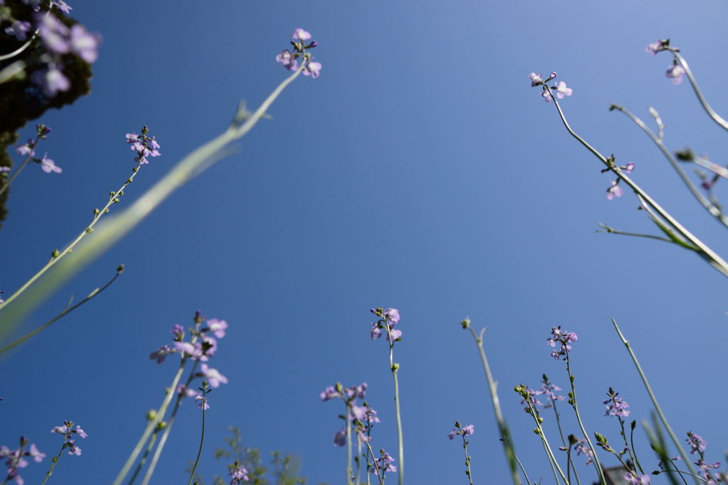 マツバウンラン