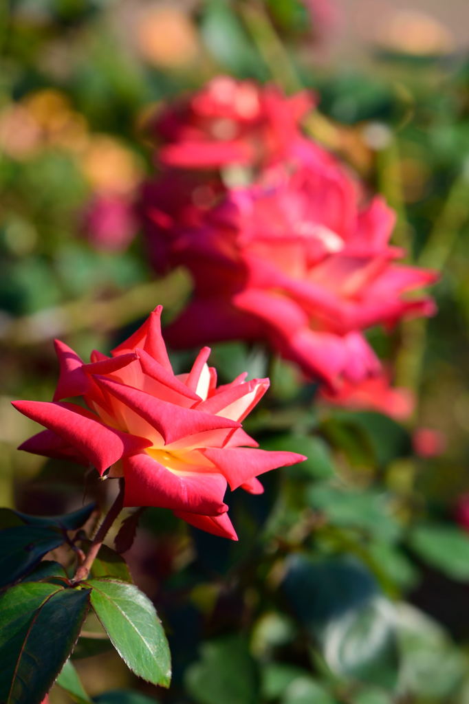 薔薇　コロラマ