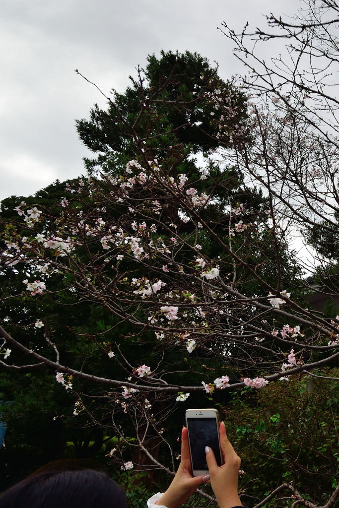 皇居東御苑　十月桜