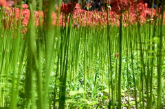 曼珠沙華の林