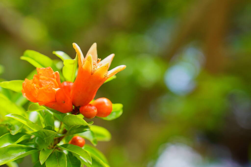 ウインナーソーセージの花